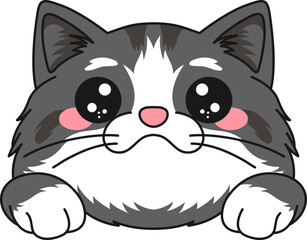 Cute Exotic Shorthair Cat