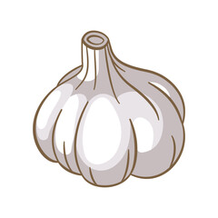Vector Design of Whole Raw White Garlic Spice Food Vegetable