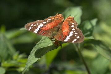 butterfly, insect, nature, flower, animal, macro, summer, wildlife, wings, garden, plant, spring, beauty, fly, orange, colorful, wing, butterflies, beautiful, fauna, small, leaf, tropical, meadow, gra