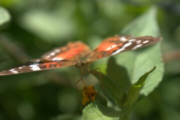butterfly, insect, nature, flower, animal, macro, summer, wildlife, wings, garden, plant, spring, beauty, fly, orange, colorful, wing, butterflies, beautiful, fauna, small, leaf, tropical, meadow, gra