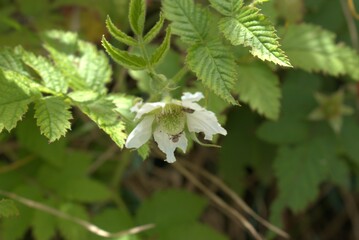 flower, insect, bee, nature, macro, garden, fly, yellow, summer, pink, butterfly, echinacea, bug, plant, flowers, spring, daisy, pollen, animal, closeup, bloom, purple, bumblebee, honey, blossom