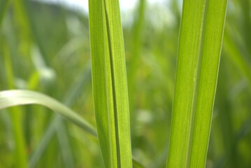 Obraz premium grass, nature, plant, leaf, spring, summer, macro, leaves, close-up, field, lawn, garden, green, closeup, fresh, meadow, growth, freshness, abstract, flora, natural, foliage, sunlight, water, environm