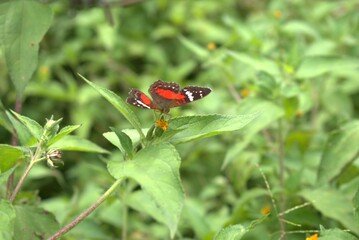 butterfly, insect, nature, flower, animal, macro, summer, wildlife, wings, garden, plant, spring, beauty, fly, orange, colorful, wing, butterflies, beautiful, fauna, small, leaf, tropical, meadow, gra