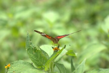 butterfly, insect, nature, flower, animal, macro, summer, wildlife, wings, garden, plant, spring, beauty, fly, orange, colorful, wing, butterflies, beautiful, fauna, small, leaf, tropical, meadow, gra