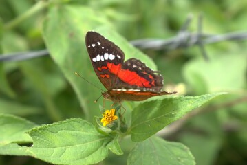 butterfly, insect, nature, flower, animal, macro, summer, wildlife, wings, garden, plant, spring, beauty, fly, orange, colorful, wing, butterflies, beautiful, fauna, small, leaf, tropical, meadow, gra