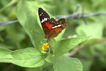 butterfly, insect, nature, flower, animal, macro, summer, wildlife, wings, garden, plant, spring, beauty, fly, orange, colorful, wing, butterflies, beautiful, fauna, small, leaf, tropical, meadow, gra