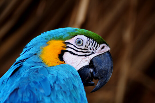Guacamaya azul amarilla Ara ararauna loro