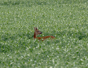Roe deer in a field of beans