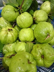 Fresh green guava fruit from a garden in Thailand