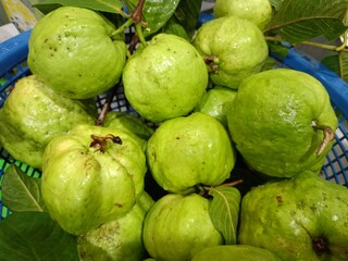 Fresh green guava fruit from a garden in Thailand