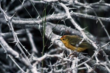 Galapagos Finch in Thorny Haven