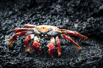Vibrant Galapagos Crab on Lava Rock