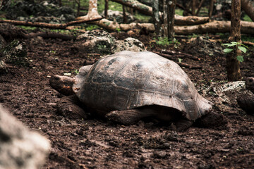 Obraz premium Giant Tortoise of Galapagos Enclosure