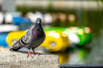 Fototapeta premium A pigeon stands on a concrete parapet in close-up.