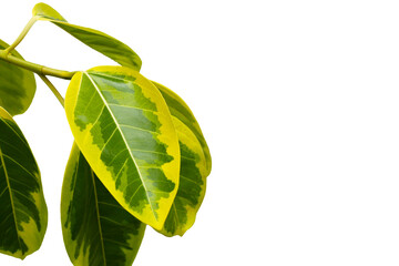 Yellow and green leaves of ficus altissima variegata tree