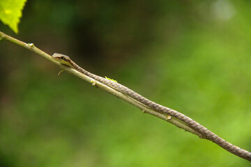 snake on the branch