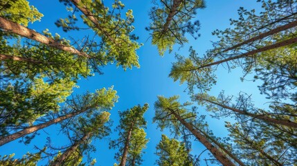Obraz premium Viewing pine trees with glistening needles under a clear blue sky