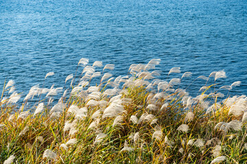 風になびく河岸のススキ