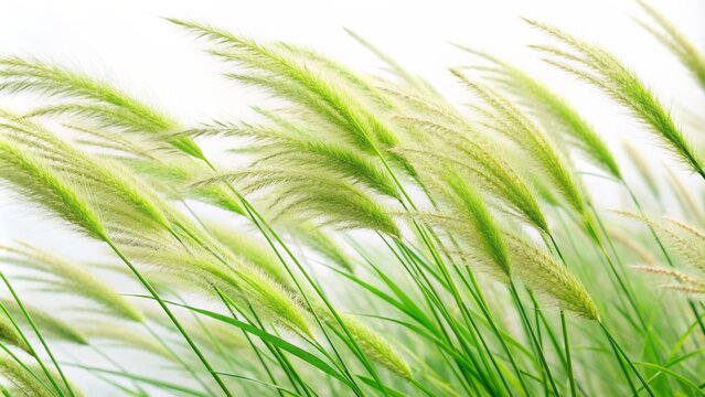 Isolated lush fresh timothy-grass blades swaying gently against a pure white backdrop highlighting natural vibrant green colors and soft textures.