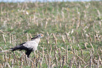 Secretarybird