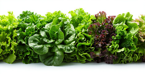 a row of lettuce plants on a white background