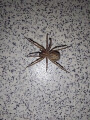 Spider on the wall