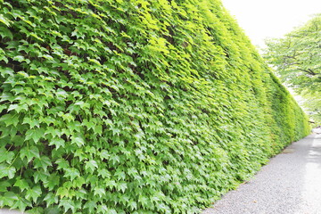 蔦に覆われた壁