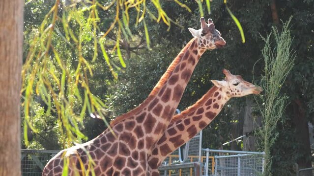 Giraffes Eating Leaves at Melbourne Zoo
