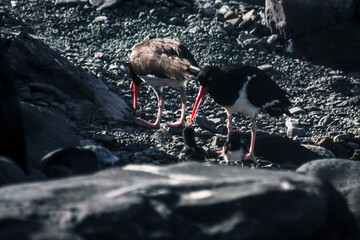Oystercatcher Family on Galapagos Shore