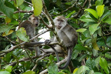 a long macaque