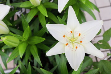 フェアリーリリーの白い花