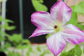 クレマチス　ペルニール