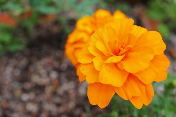 オレンジ色のマリーゴールド