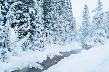 Snow covered trees