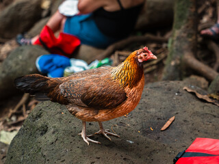 Female Chicken on Hawaii