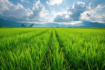 Obraz premium green rice field and sky