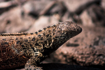 Galapagos Lava Lizard in Natural Habitat
