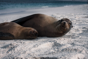 Galapagos Sea Lions Resting on Pristine Beach