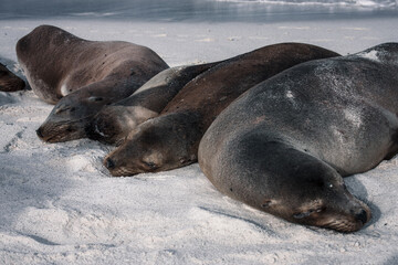 Obraz premium Galapagos Sea Lions in Perfect Harmony