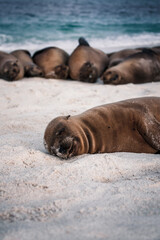 Fototapeta premium Restful Sea Lion Pup on Galapagos Beach