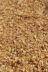 Close up of coffee beans for background          