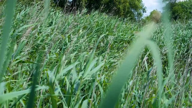 Close up of green water reeds blowing and moving in wind at bird spotting nature reserve on the Somerset Levels
