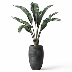 very tall plant pot photography on white background