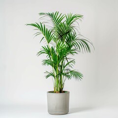 very tall plant pot photography on white background