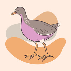 Wild Common Moorhen close up in her habitat vector illustration
