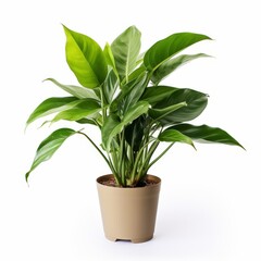 Fototapeta premium Potted Green Indoor Plants Isolated on White Background.