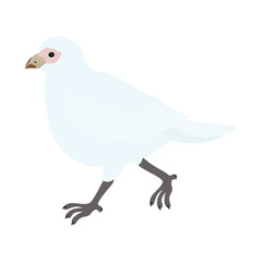 サヤハシチドリ（ナンキョクバト）。フラットなベクターイラスト。
Snowy sheathbill. Flat vector illustration.