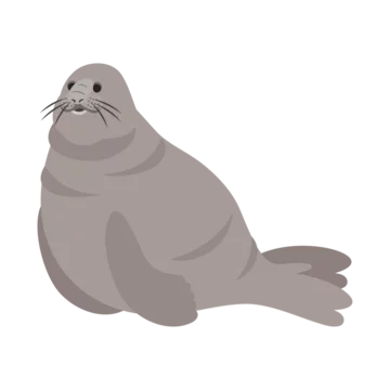 ゾウアザラシMサイズ 1000_F_873675127_5wGgJVc18Cybq