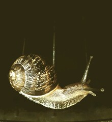 snail