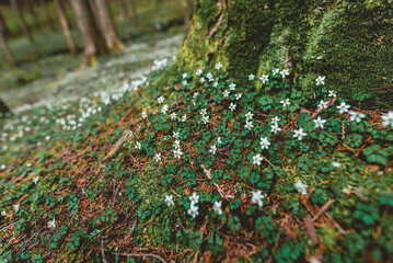 佐川町 バイカオウレン